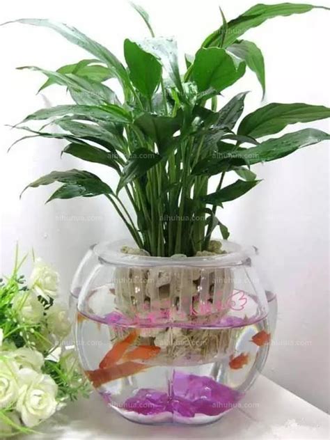 哪些植物可以水培 魚缸 清道夫